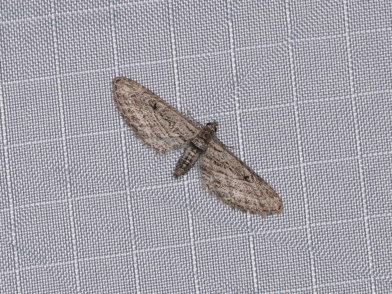 Eupithecia sp., Mitchell Canyon, Mount Diablo State Park, California, USA, 4 June 2018