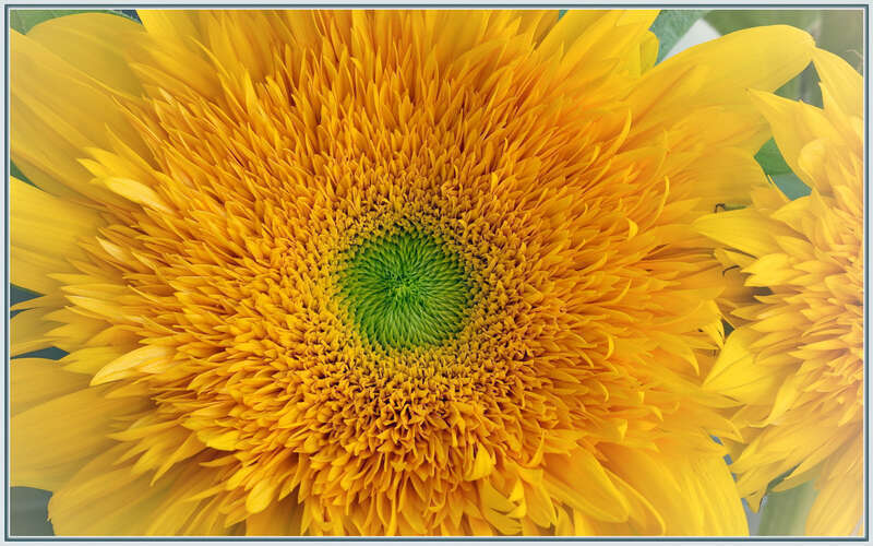 
500px provided description: Scored a bunch for $5 at the local Farmer's Market!

It's all about the color!  :-) [#yellow ,#flowers ,#macro ,#flower ,#flora ,#sunflower ,#photomatix ,#HDR]