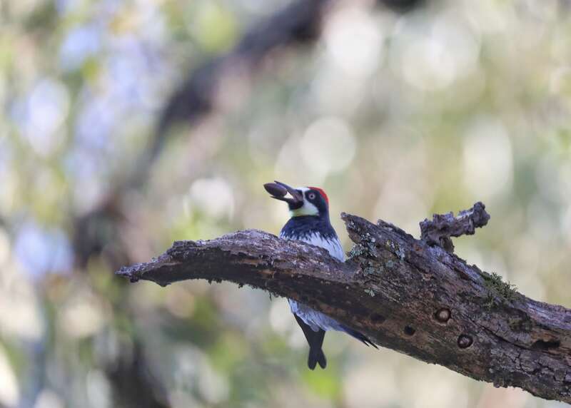 An acorn woodpecker manages its granary. These are insanely busy birds, they never seem to stop. They're also very communal, working together. So first they gather acorns and put them into their granary, basically, trees with lots of acorn-sized