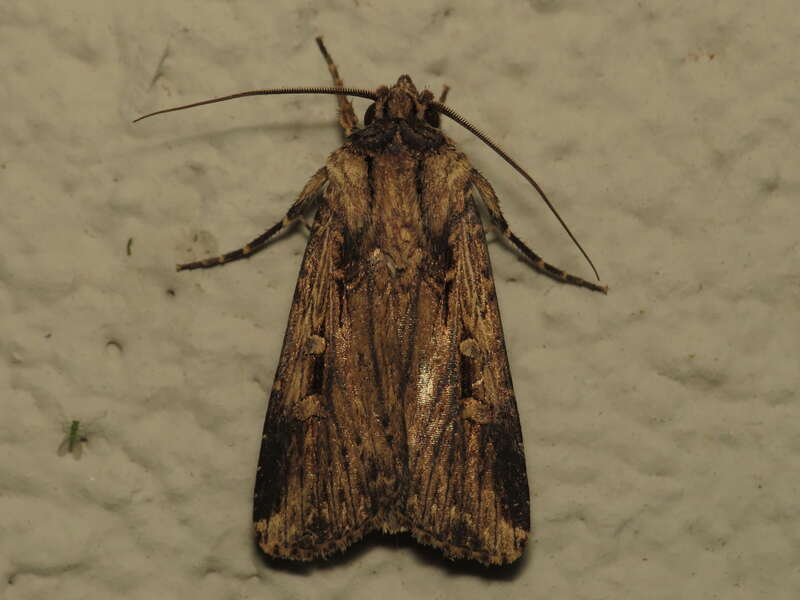 Feltia subterranea (Fabricius, 1794), Gainesville, Florida, USA, 27 October 2014