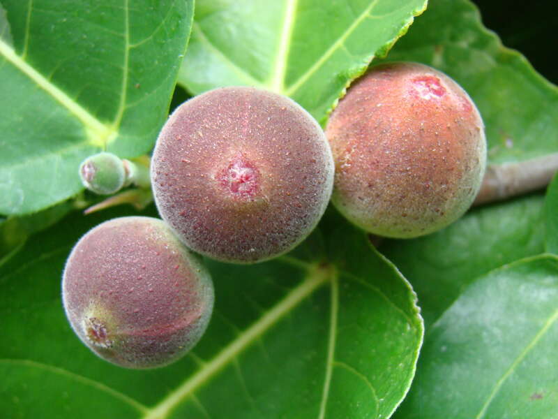 Figs on the variegated fig Ficus aspera 'Parcellii' (Moraceae) tree at the Flamingo Gardens, Davie, Florida.