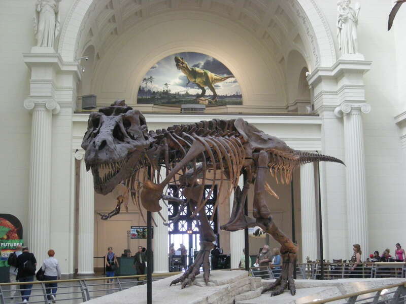 Sue in the Field Museum of Natural History in Chicago, Illinois (United States).