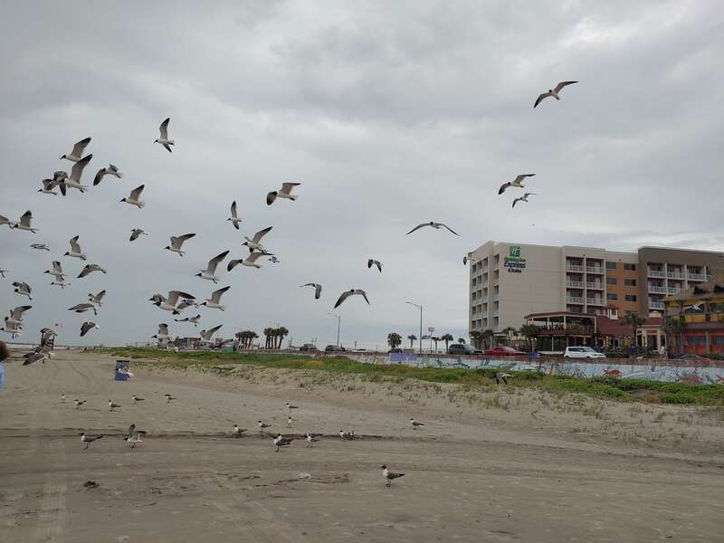 A flock of seagulls taking flight and scattering. Taken in Texas.