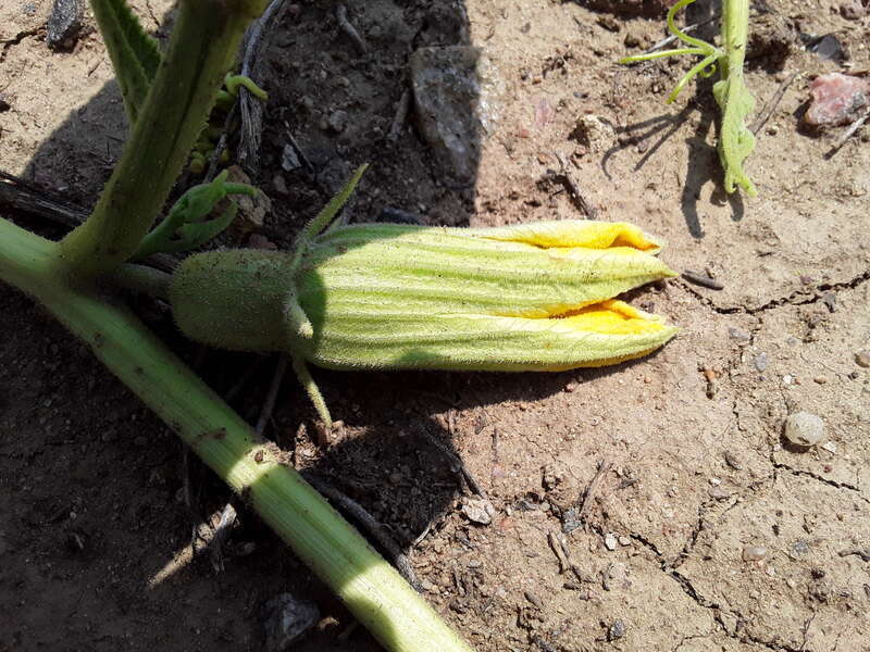 Cucurbita foetidissima (Buffalo Gourd)
Found growing in the United States near 170 S Chambers Rd, Aurora, CO 80017
Photographed in July of 2021
Longitude..... -104.809850

Latitude .... 39.713410