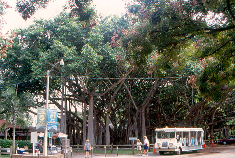 A broad view of the banyan tree on the grounds of the Edison Museum in Fort Myers, Florida.  Harvey Firestone, the founder of the tire company and a longtime friend of Thomas Edison, gave it to Edison in the early 1920s.  It was shipped from India.