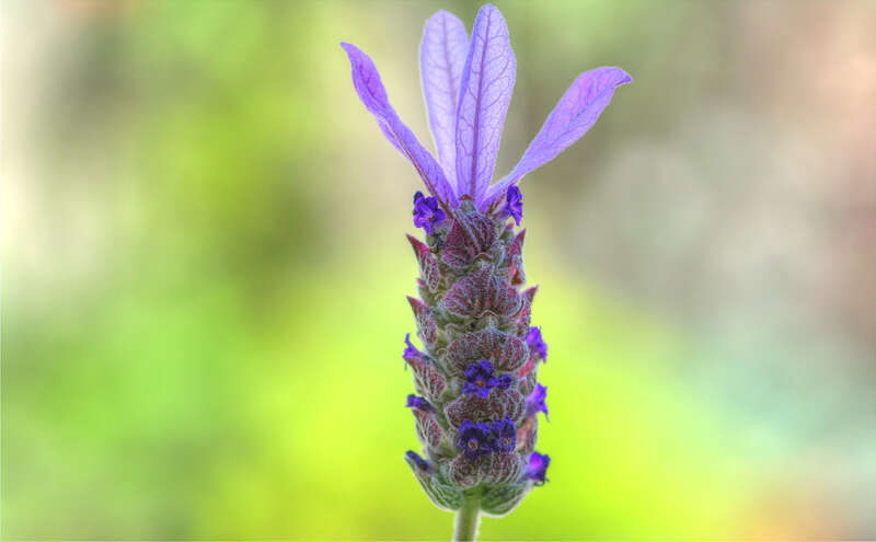 
500px provided description: Single raw HDR. 

Photomatix. [#flowers ,#macro ,#flower ,#summer ,#bokeh ,#plant ,#green ,#garden ,#purple ,#flora ,#lavender ,#HDR]