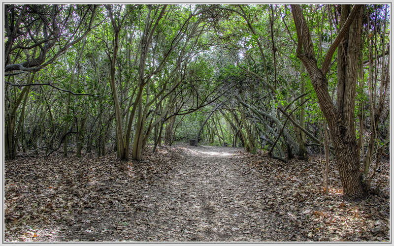 
500px provided description: A nice shaded path in HDR.

Three image blend. [#trees ,#leaves ,#forest ,#trail ,#path ,#woods ,#long beach ,#nature center]