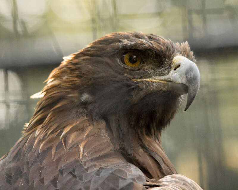 
500px provided description: Golden Eagle [#animal ,#zoo ,#Bird ,#Eagle ,#American Eagle]
