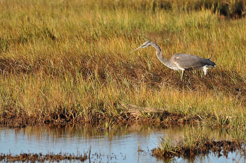 Great blue heron at Parker River National Wildlife Refuge in Newburyport, Massachusetts.


Credit: USFWS