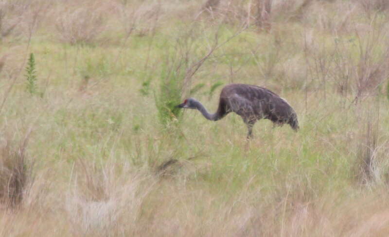 Sandhill Crane