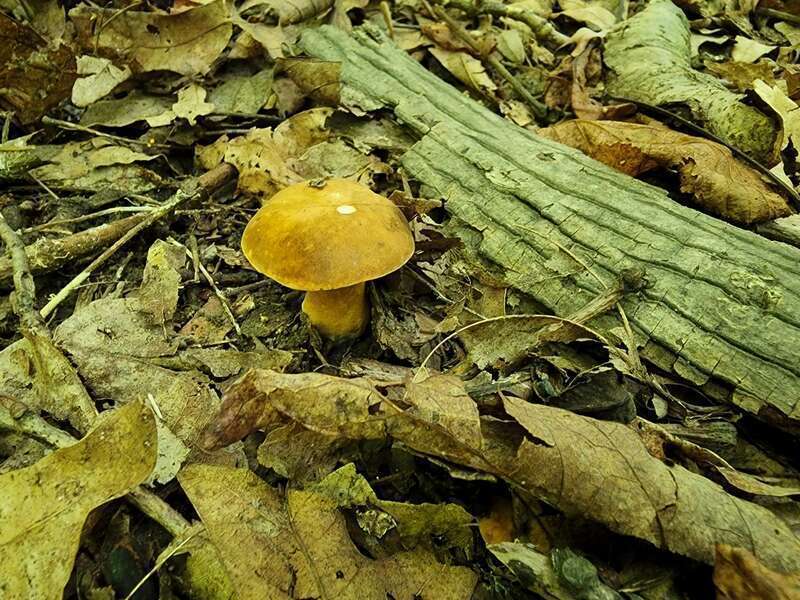Chestnut Bolete (Gyroporus castaneus)