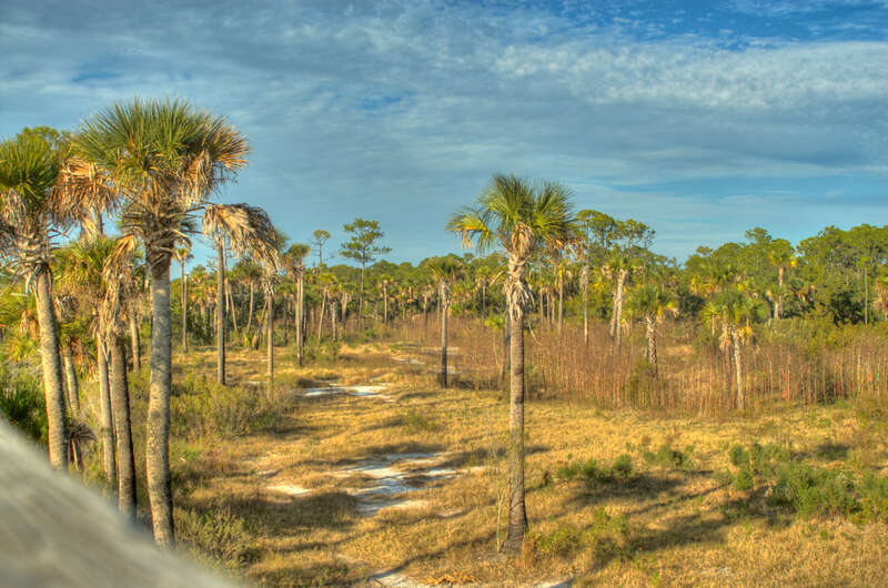 HDR Palms at Spruce Creek Park
