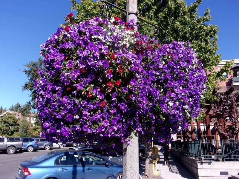 Hanging flowers, Fairhaven District, Bellingham, Sept. 2017