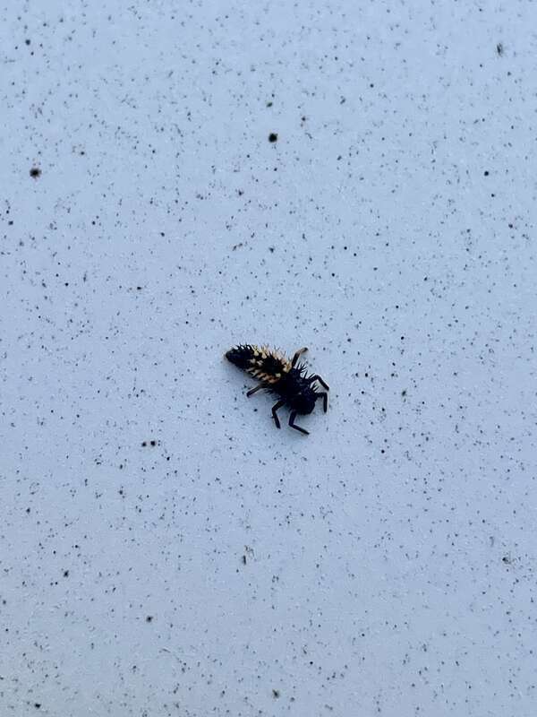 Asian Lady Beetle (Harmonia axyridis)
