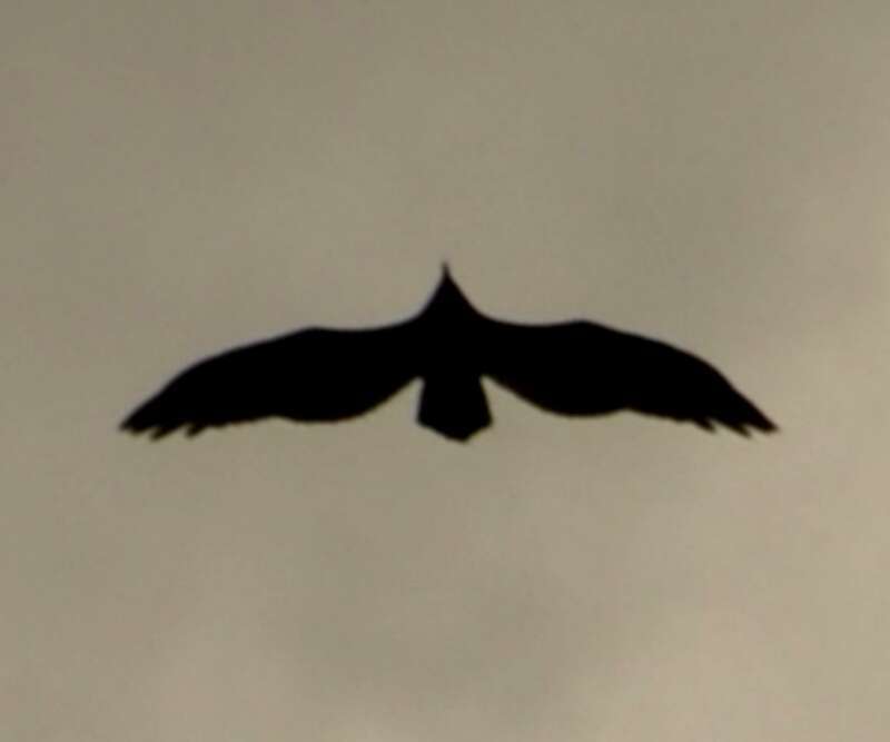Hawk Silhouette