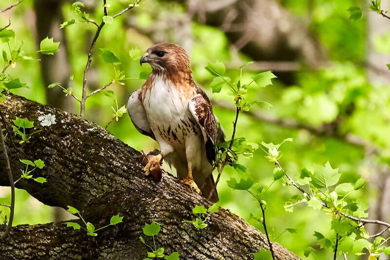 
500px provided description: Redtail hawk [#bird ,#nature ,#wildlife ,#wings ,#wild ,#hawk ,#feeding ,#redtail]