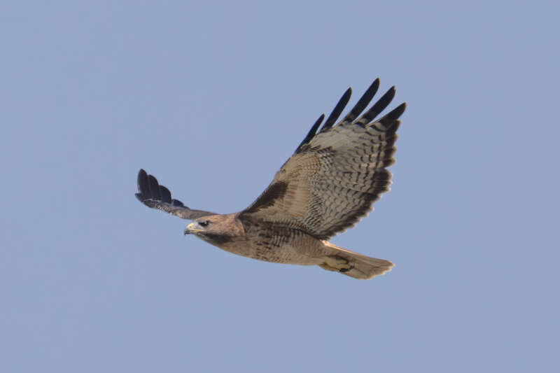 Hawk in Downtown Los Angles