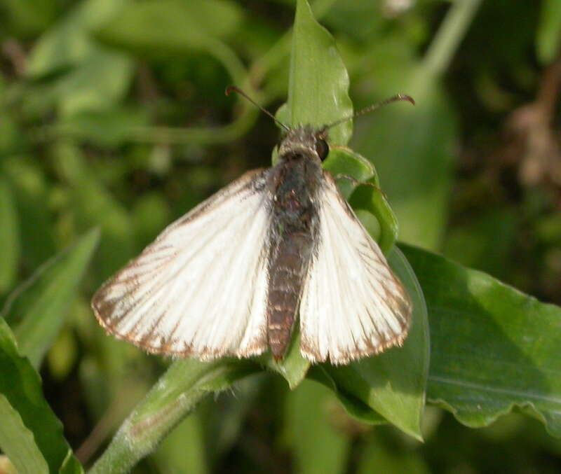 Turk's-cap White-Skipper (Heliopetes macaira)