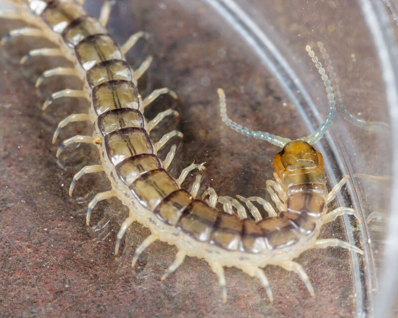 Eastern Bark Centipede, Hemiscolopendra marginata, Grapevine, Texas