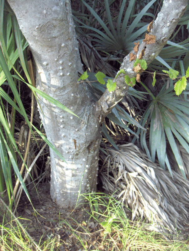 Found in Gamble Rogers State Park, Florida