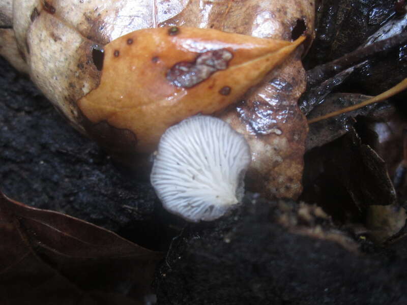 Shadowy Oysterling (Hohenbuehelia grisea)