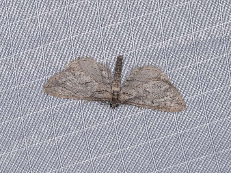 Hulstina exhumata (Swett, 1918), to actinic light, Mitchell Canyon, Mount Diablo State Park, California, USA, 4 June 2018
See:

<a href="http://digitallibrary.amnh.org/handle/2246/1134"