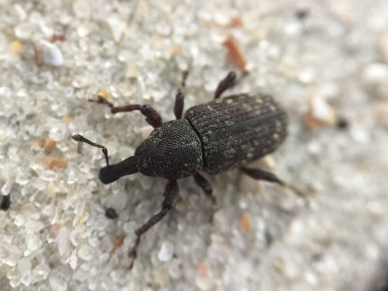 Hylobius aliradicis. Species of insect.