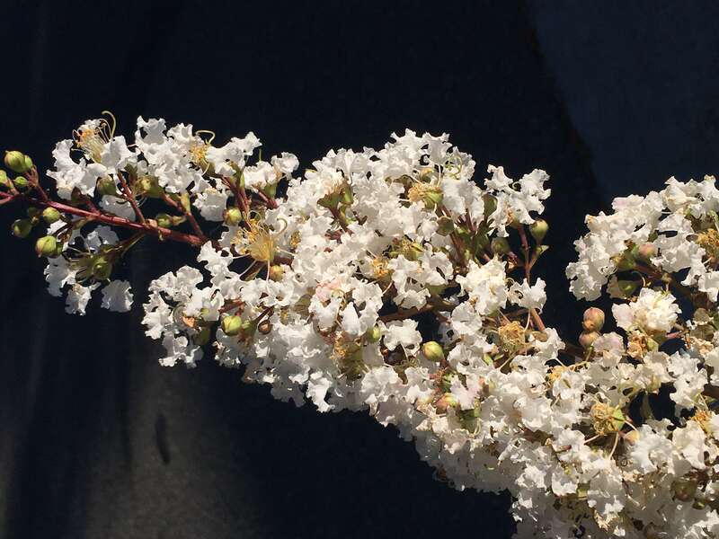 Indian lilac flower