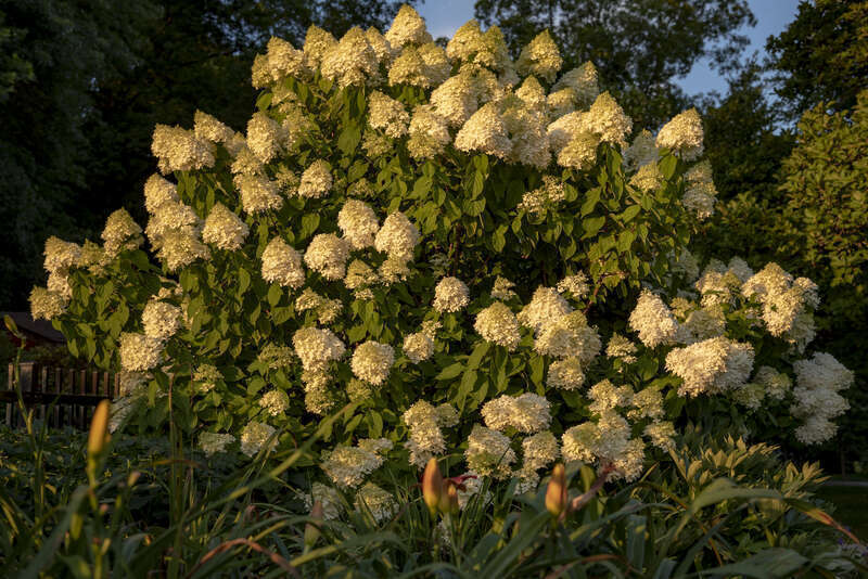 Hydrangea paniculata 'Limelight' bush just as the light from the sunset hit the bright white flowers. This plant is native to east asia but is being grown in Innis Woods Metro Park in Westerville, Ohio.