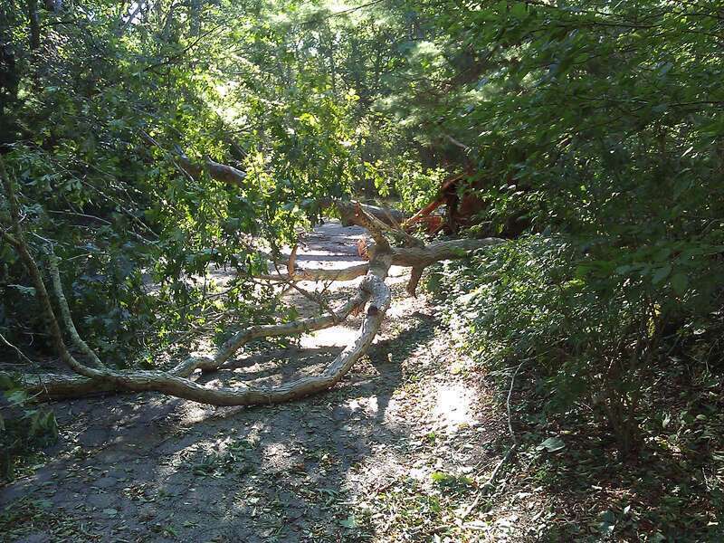 Two trees toppled by Hurricane Irene in coastal Massachusetts.  Uploaded by Fowler&amp;fowler«Talk» 22:53, 29 August 2011 (UTC)