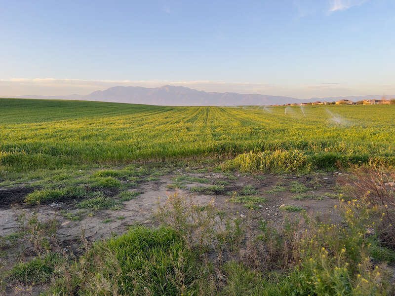 An agricultural field in Jurupa Valley next to I-15. Mount Baldy can be seen in the background.