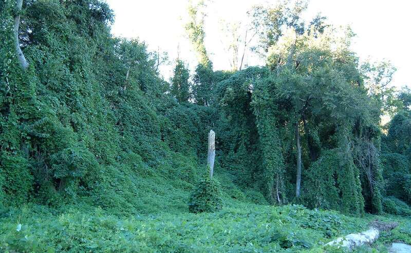 Kudzu on trees in Atlanta, Georgia, USA

Location: Piedmont Park, next to large drainage ditch near railroad track
