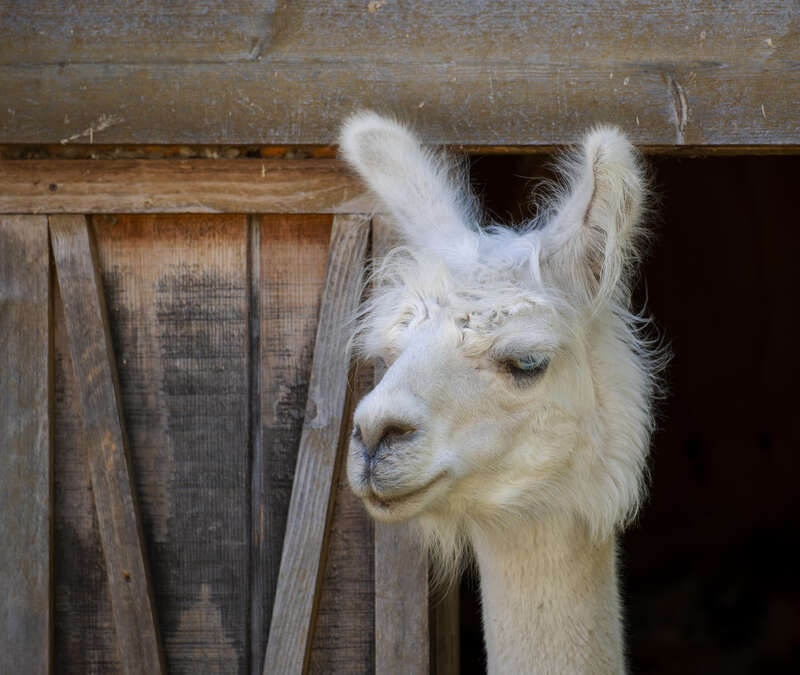 Lama (Lama glama) at the Menominee Park Zoo, Oshkosh, Wisconsin, US