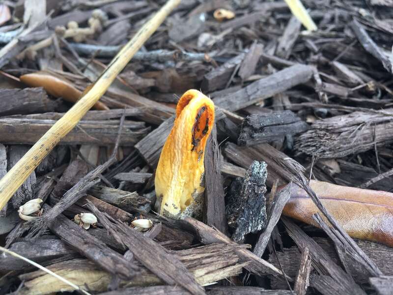 Laternea dringii