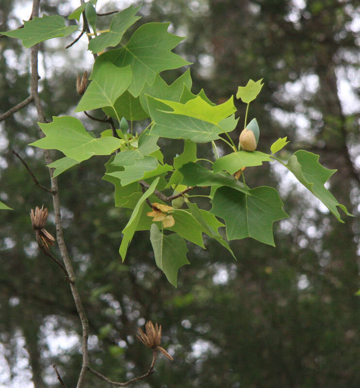 Tulip tree (Liriodendron tulipifera), leaves and large, gray-green buds that will open into "tulips".  Campus of Duke University near edge of Duke Forest, Durham, North Carolina USA.