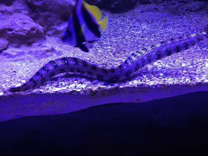 loveland aquarium