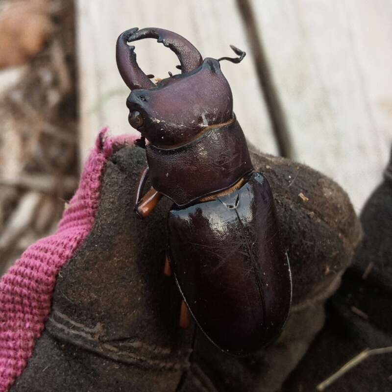 Reddish-brown Stag Beetle (Lucanus capreolus)