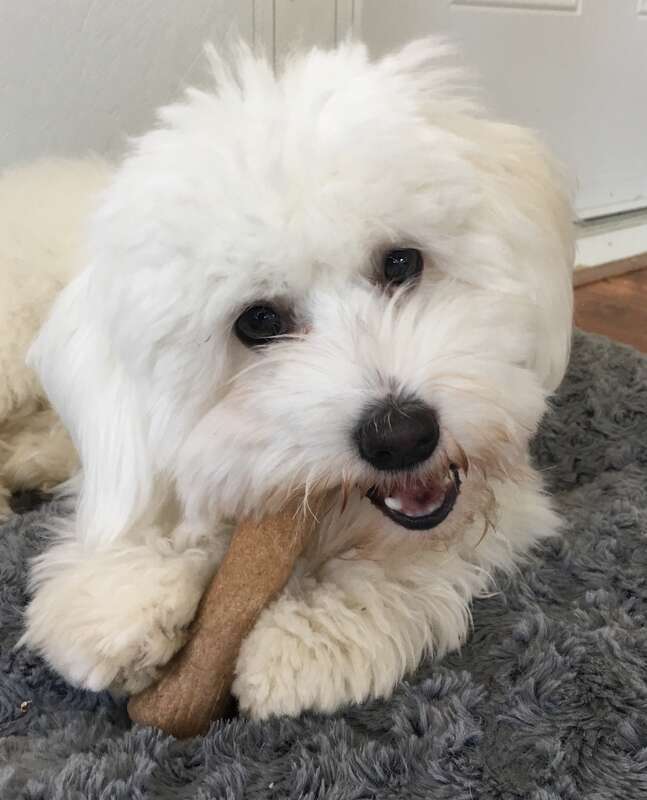 Photo of coton