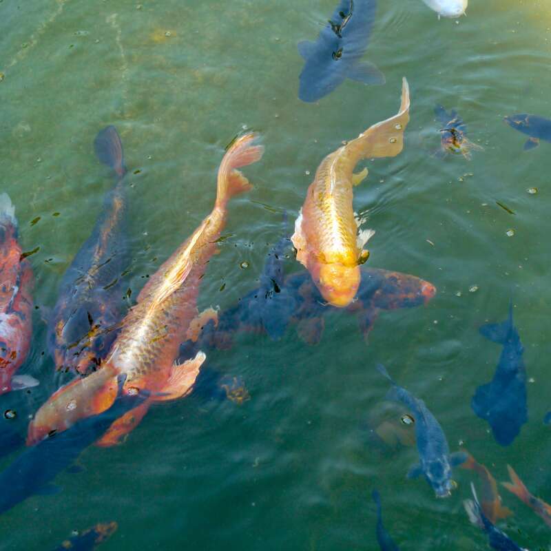 The koi are not coy.