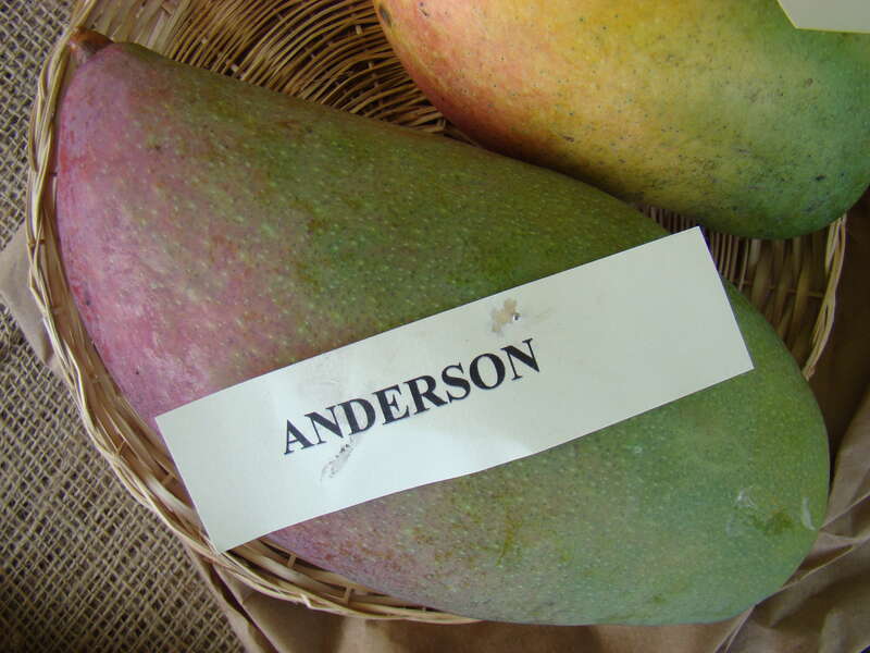This is a photo of the display of Anderson mango at the Redland Summer Fruit Festival, Fruit &amp; Spice Park, Homestead, Florida.
