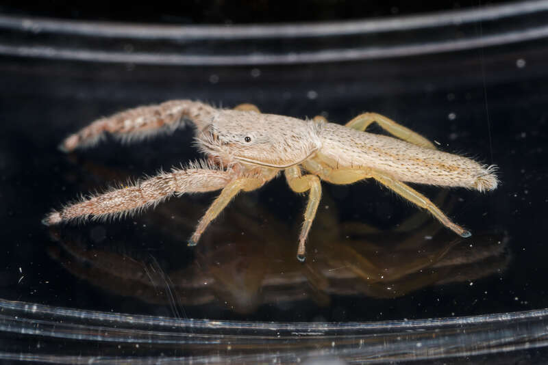 Female Pike Slender Jumping Spider (Marpissa pikei) in Grapevine, Texas