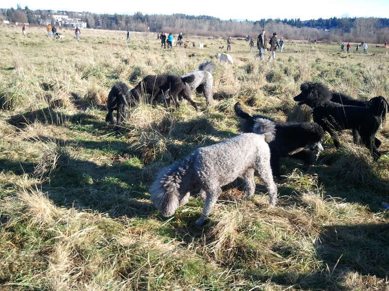 Poodles at Play, Marymoor Dog Park, Redmond, Washington, USA