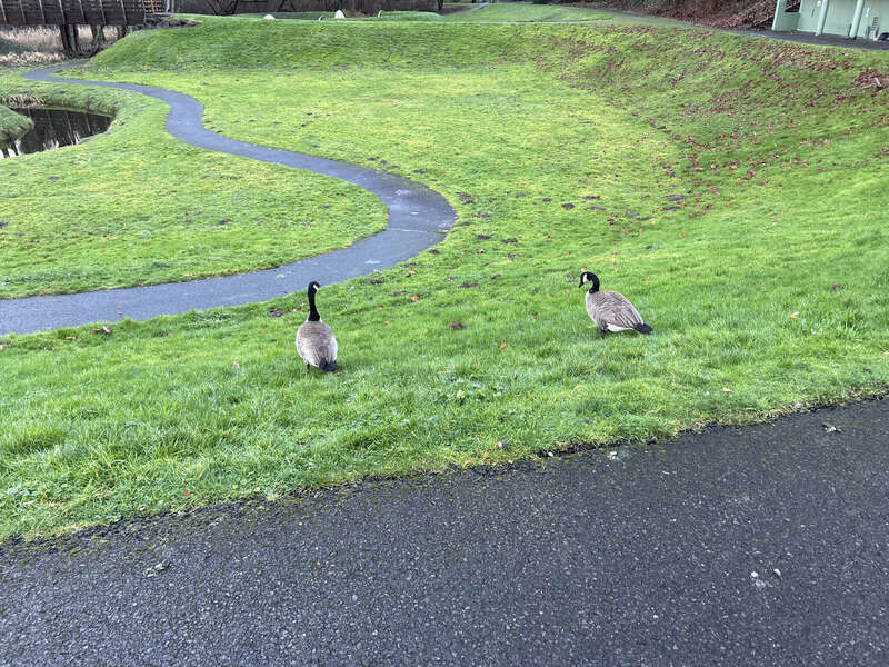 Branta canadensis at the Mill Creek Canyon Earthworks, a public park in Kent, Washington.