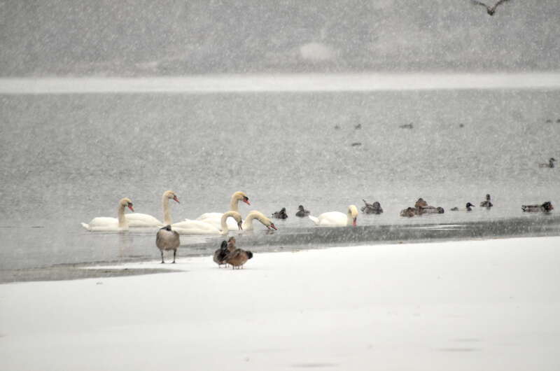 Canvasback is far right along shore.  Third duck from center right.  We spotted 7 Mute Swans, lots of Goldeneye and Mallards.  It was snowing nicely.  There's a parking lot behind a restaurant next to the lake.  The restaurant has tables lakeside