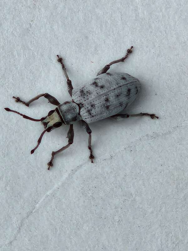 Sri Lanka Weevil (Myllocerus undecimpustulatus)