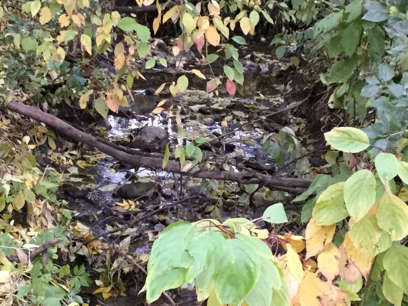 This is a picture of a passageway of a creek.
