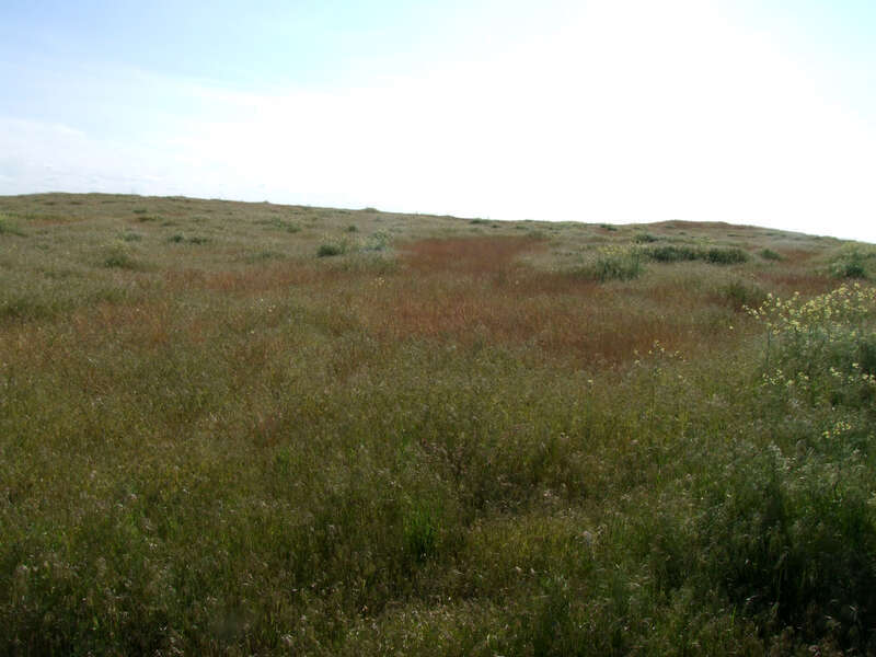 Open Land