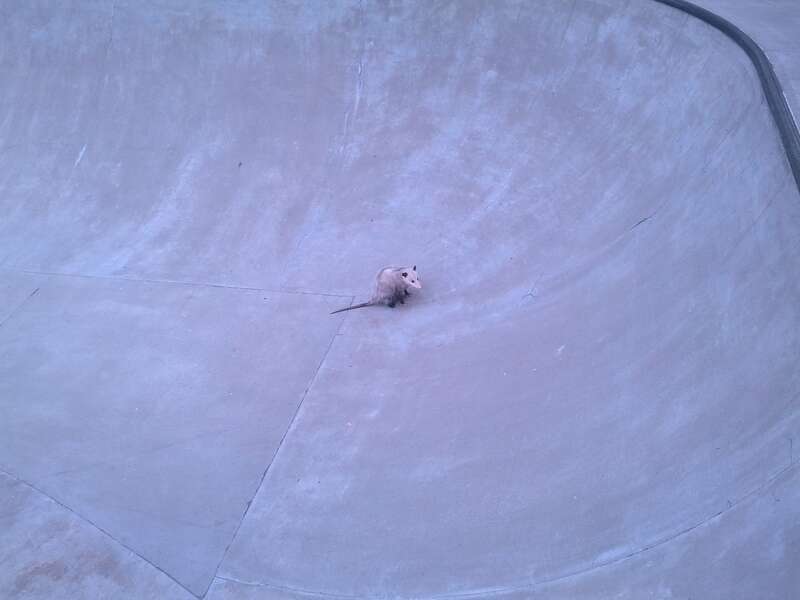 An opossum (Didelphis virginiana) stuck in a skatepark in Tigard, Oregon.