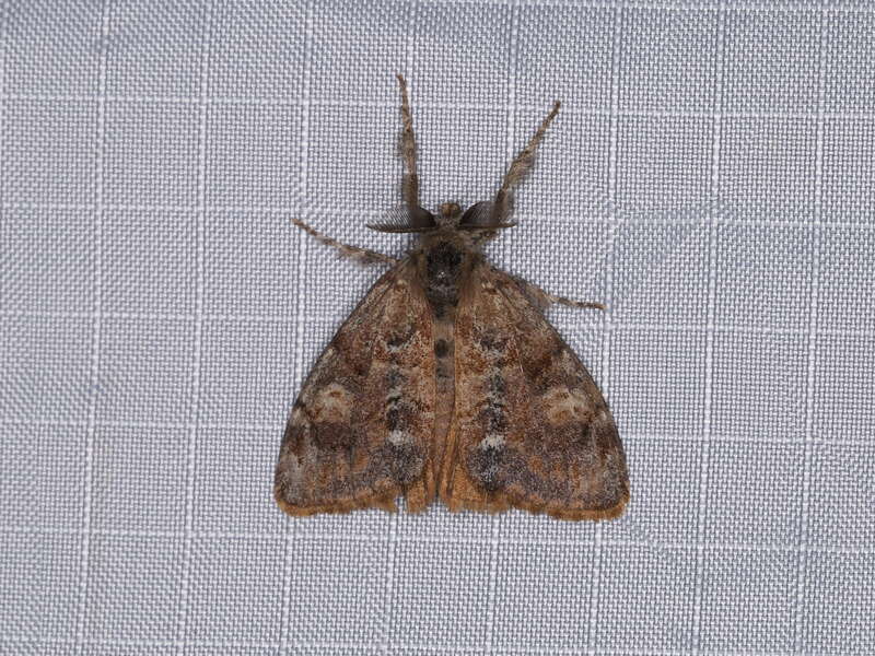Orgyia sp., to actinic light, Mitchell Canyon, Mount Diablo State Park, California, USA, 4 June 2018