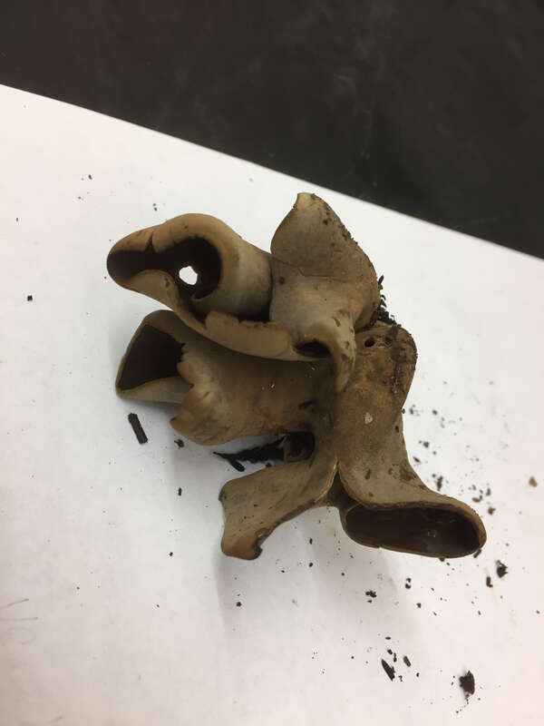 Otidea